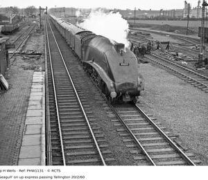 PHW1131
